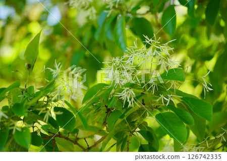京都和束正法寺參道上的 Nanjamonja(柑橘蘭花)樹的白花 3 京都和束正法寺參道上的 Nanjamonja(柑橘蘭花)樹的白花 3 126742335
