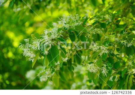 京都與束正法寺參道上的紫陽花樹白花 4 京都與束正法寺參道上的紫陽花樹白花 4 126742336