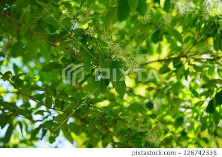 京都與束正法寺參道上的紫陽花樹白花 6 126742338