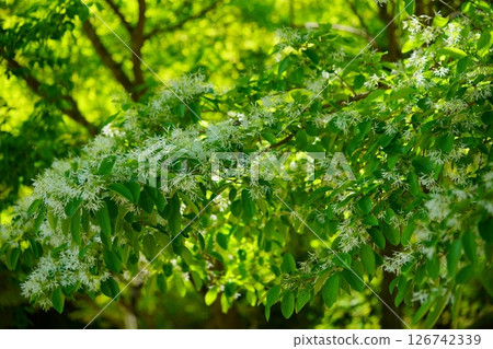 京都與束正法寺參道上的 Nanjamonja(繡球花)樹的白花 7 京都與束正法寺參道上的 Nanjamonja(繡球花)樹的白花 7 126742339