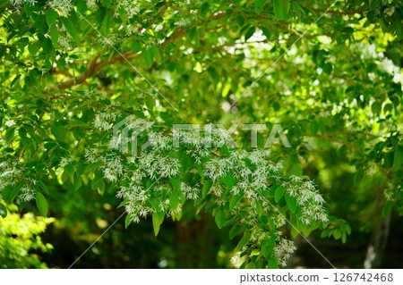 京都和束正法寺入口處的 Nanjamonja（柑橘）樹的白花 1 126742468