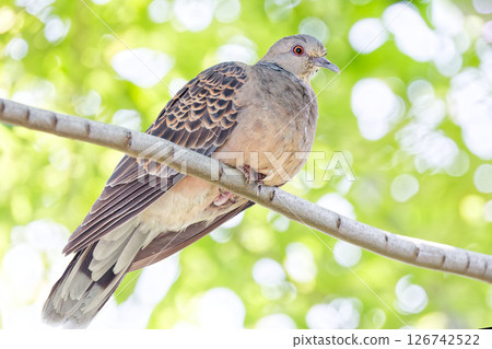 A turtle dove resting in the shade A turtle dove resting in the shade 126742522