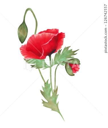 Red scarlet poppy with bud. Watercolor and marker illustration. Botanical herbaceous plant composition. Hand drawn isolated art. Symbolism of memory and peace. Wildflowers composition for packaging. 126742557