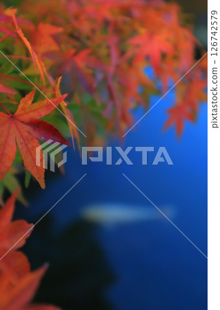 Maple leaves which turned red leaves Maple leaves which turned red leaves 126742579