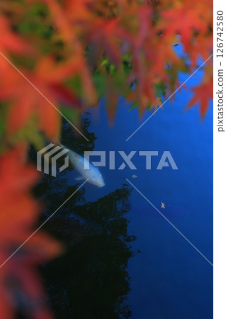 楓葉離開了紅葉 126742580