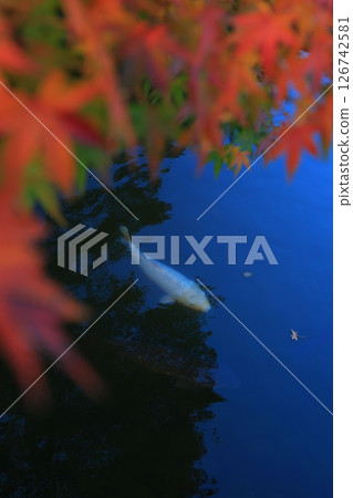 楓葉離開了紅葉 126742581