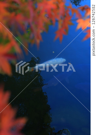 楓葉離開了紅葉 楓葉離開了紅葉 126742582