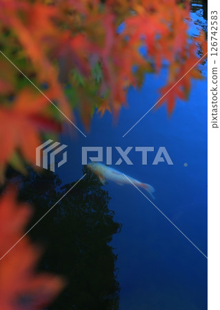 楓葉離開了紅葉 126742583