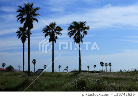 Palm trees at Choshi Marina Palm trees at Choshi Marina 126742629