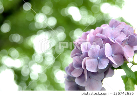 Hydrangea in the neighborhood 126742686