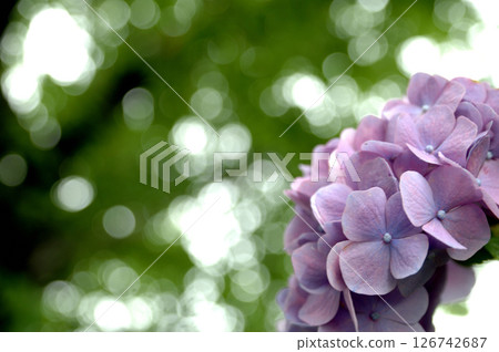 Hydrangea in the neighborhood 126742687