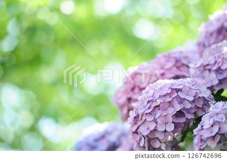 附近的繡球花 126742696