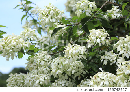 White coneflower flower 126742727