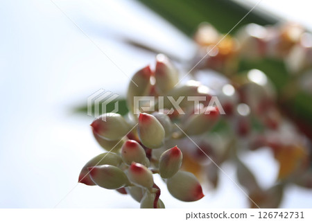 月亮桃花 月亮桃花 126742731