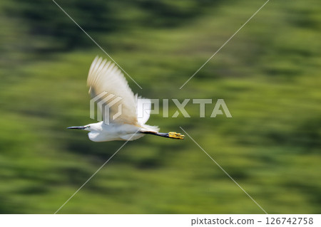 Panning shot of a little egret flying through the mountains in spring Panning shot of a little egret flying through the mountains in spring 126742758