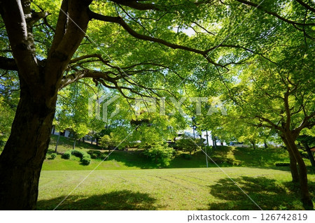 Terrace Wazuka May Park 1 126742819