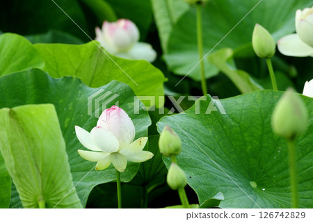 Lotus flowers seen in the countryside Lotus flowers seen in the countryside 126742829