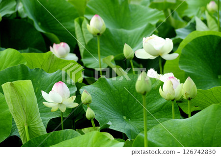 Lotus flowers seen in the countryside Lotus flowers seen in the countryside 126742830