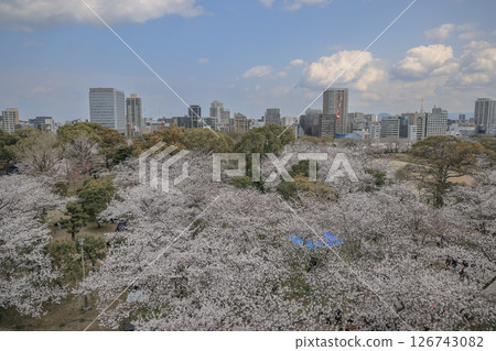 March 29 2025 Cityscape View With Cherry Blossoms and Stone Path in Scenic Park March 29 2025 Cityscape View With Cherry Blossoms and Stone Path in Scenic Park 126743082