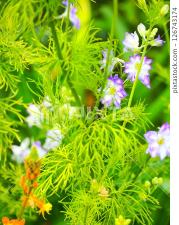 雨中的飛燕草 126743174