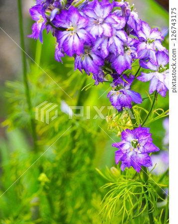 雨中的飛燕草 126743175