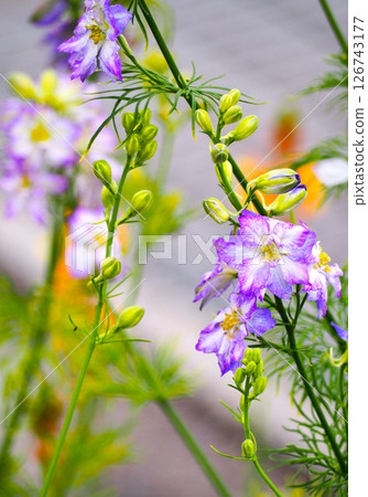 Delphinium in the Rain 126743177
