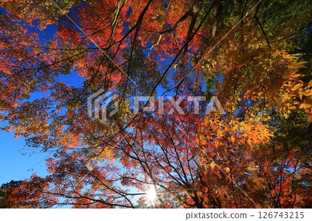 Bright autumn leaves 126743215