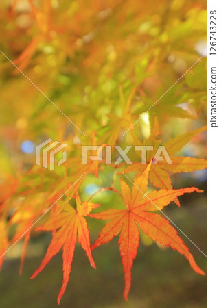 明亮的秋葉 明亮的秋葉 126743228