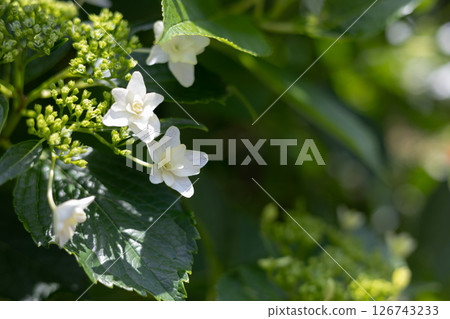 Hydrangea Z Hydrangea Z 126743233