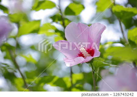 Pink colorful flower flowers 126743242