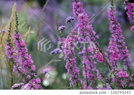 Pink loosestrife flowers 126743243