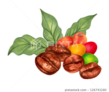 Coffee beans with multi-colored coffee tree berries. Watercolor botanical illustration. Hand drawn isolated art. For packaging, cookbook, menu, cafe design. Aroma of Robusta and Arabica varieties. 126743280
