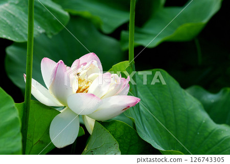 在農村看到的蓮花 126743305