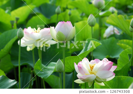 Lotus flowers seen in the countryside Lotus flowers seen in the countryside 126743308