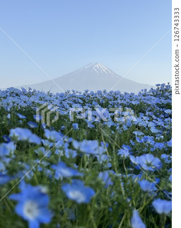 Nemophila 田和富士山 126743333