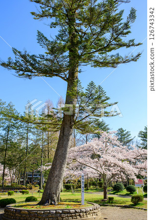 Spring at Senshu Park, Baba no Mi and cherry blossoms in full bloom, Akita City 126743342