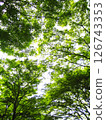 Fresh green trees looking up 126743353