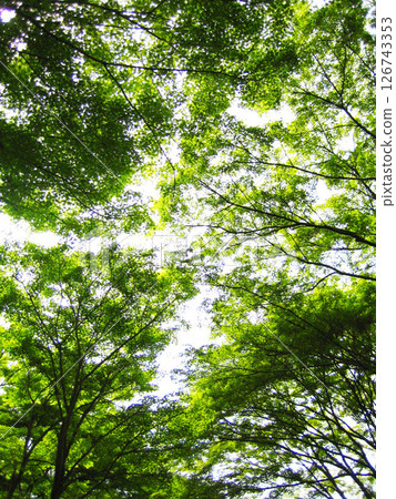 Fresh green trees looking up Fresh green trees looking up 126743353
