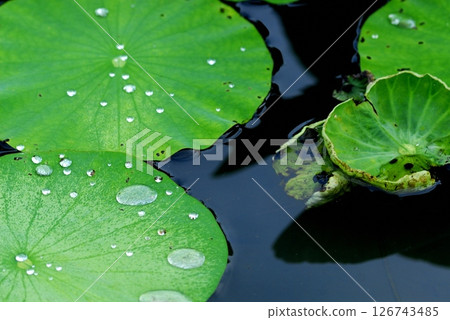 在荷花田中看到的風景 在荷花田中看到的風景 126743485