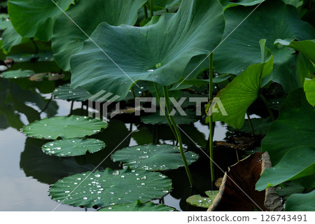 Scenery seen in the lotus field Scenery seen in the lotus field 126743491