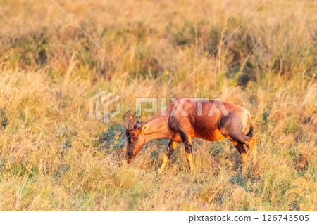 Red Hartebeest in the Serengeti Red Hartebeest in the Serengeti 126743505