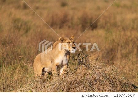 Female lion in the Serengeti Female lion in the Serengeti 126743507
