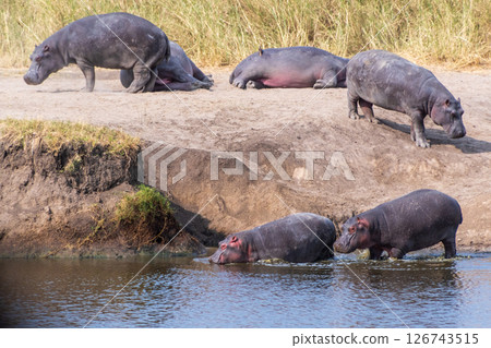 Hippos entering the water Hippos entering the water 126743515