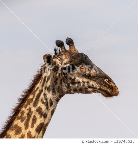 Masai Giraffe in the Serengeti 126743523