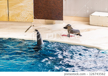 Dolphin and sea lion show | Kaikyokan 126743562