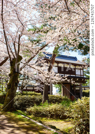 A refreshing spring morning, cherry blossoms in full bloom and the main gate, Akita City 126743707