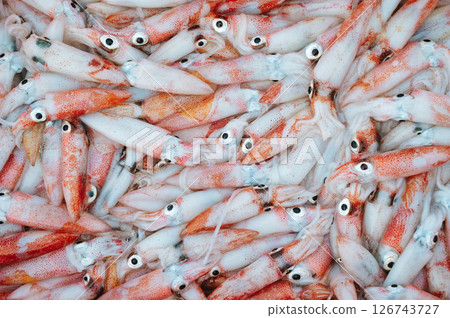 catch of fresh squid on display at a seafood market. Background with fresh squids 126743727