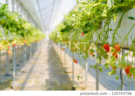 草莓農場的草莓 126743796