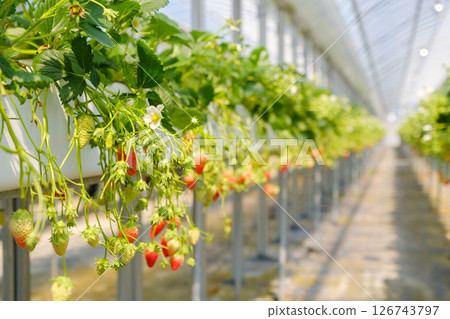 Strawberries at a strawberry farm Strawberries at a strawberry farm 126743797