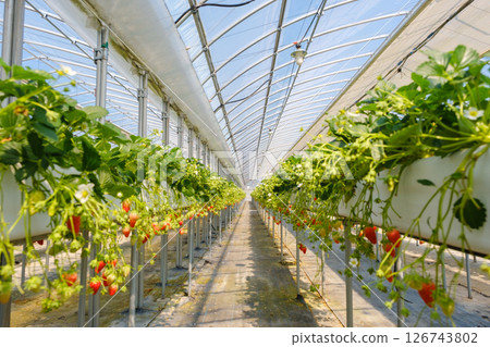 Strawberries at a strawberry farm Strawberries at a strawberry farm 126743802